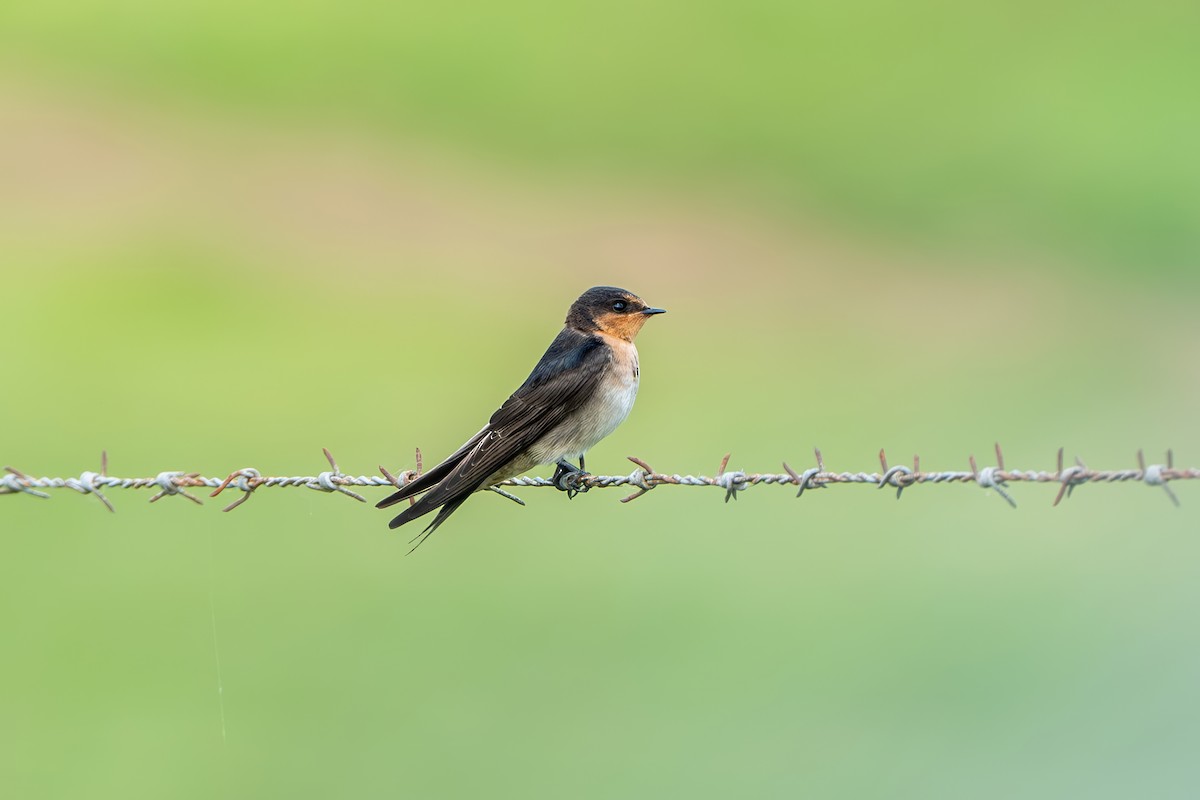 Welcome Swallow - ML644837643