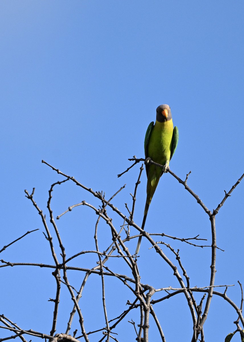 コセイインコ - ML644837663