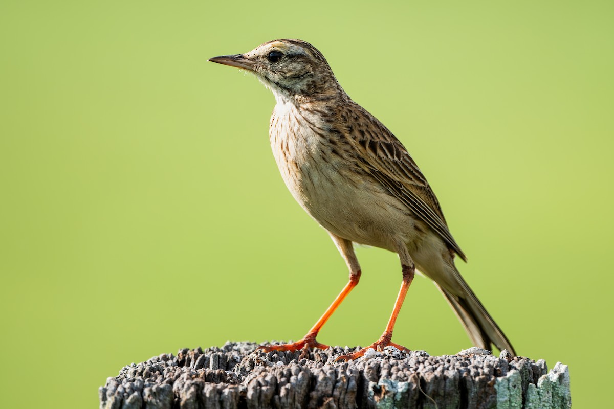 Australian Pipit - ML644837664