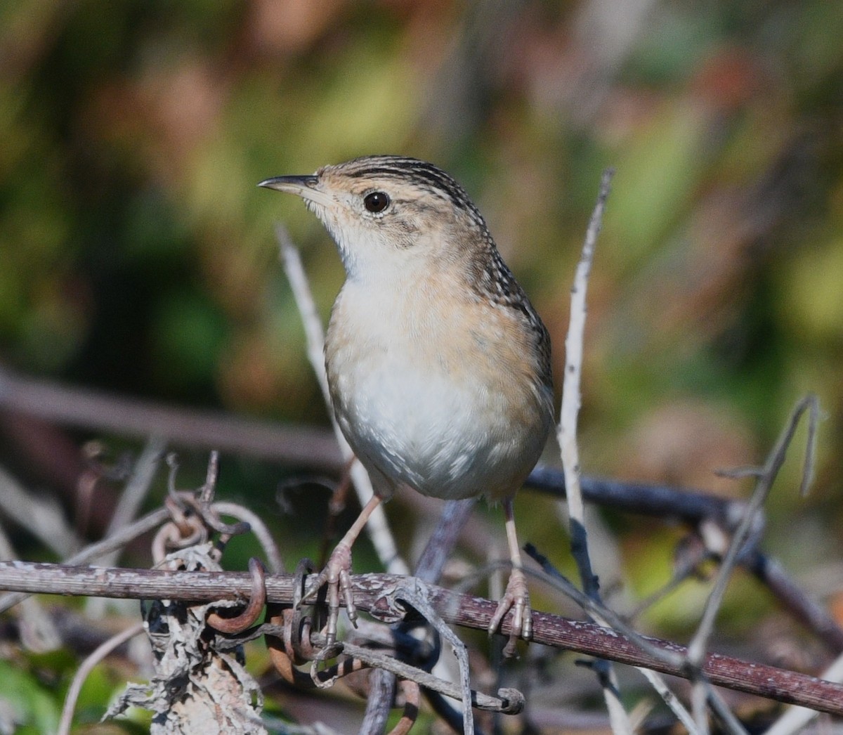 Sedge Wren - ML644837665