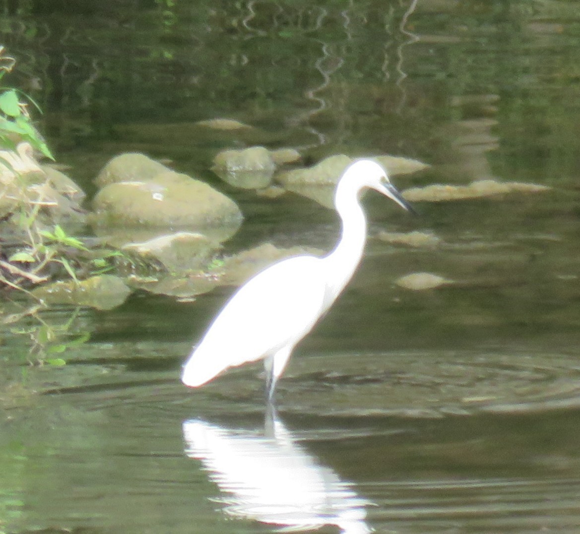 Little Egret - ML644837680