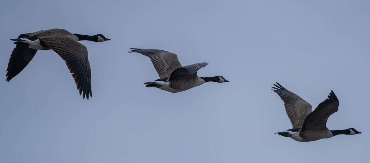 Canada Goose - ML644837684