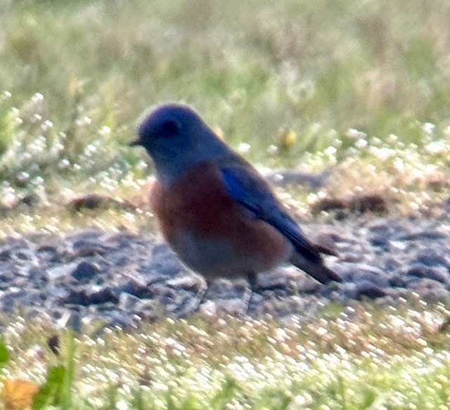 vestblåfugl - ML644837685