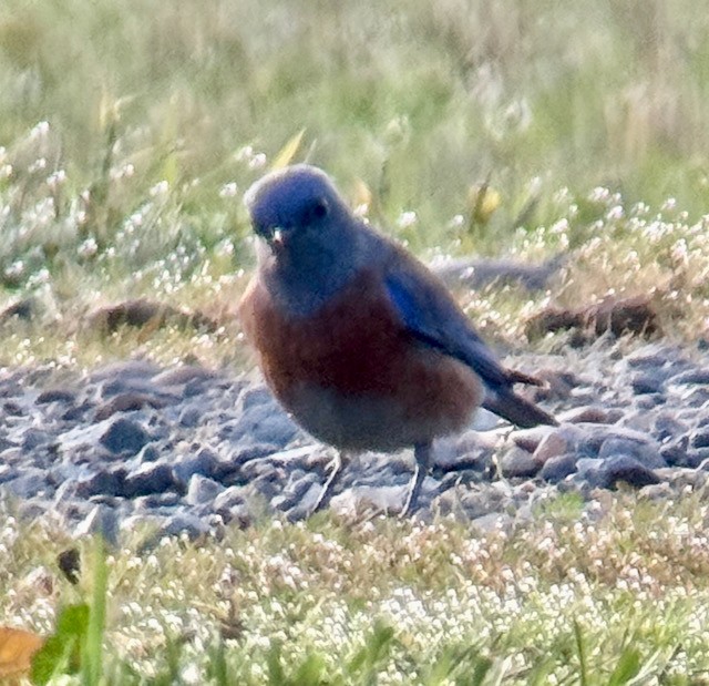 vestblåfugl - ML644837686