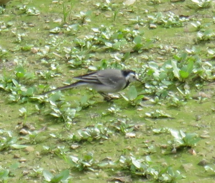 linerle - ML644837699