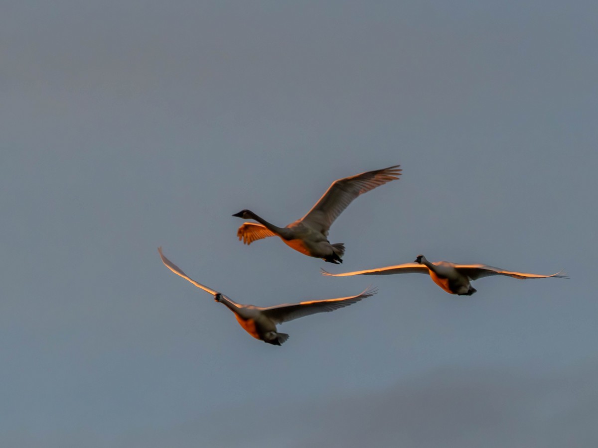 Tundra Swan - ML644837702