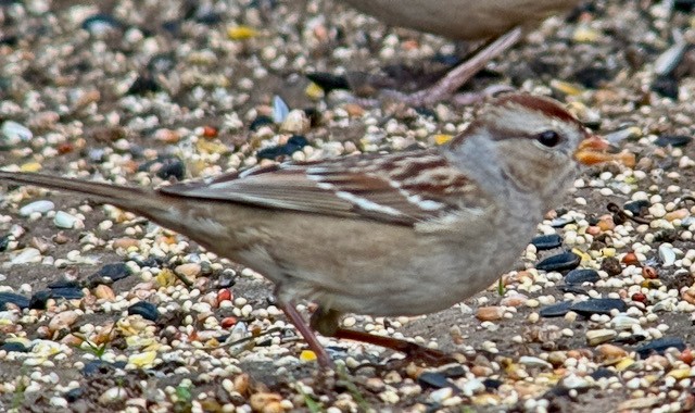 Bruant à couronne blanche (gambelii) - ML644837708