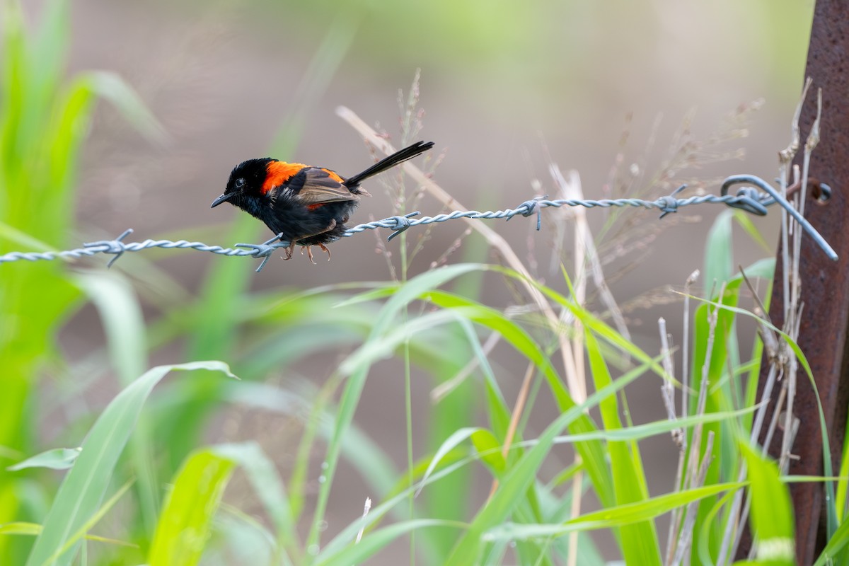 Red-backed Fairywren - ML644837725