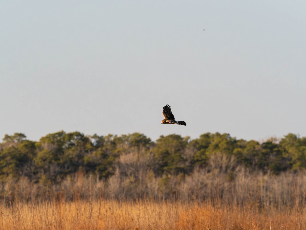 Northern Harrier - ML644837726