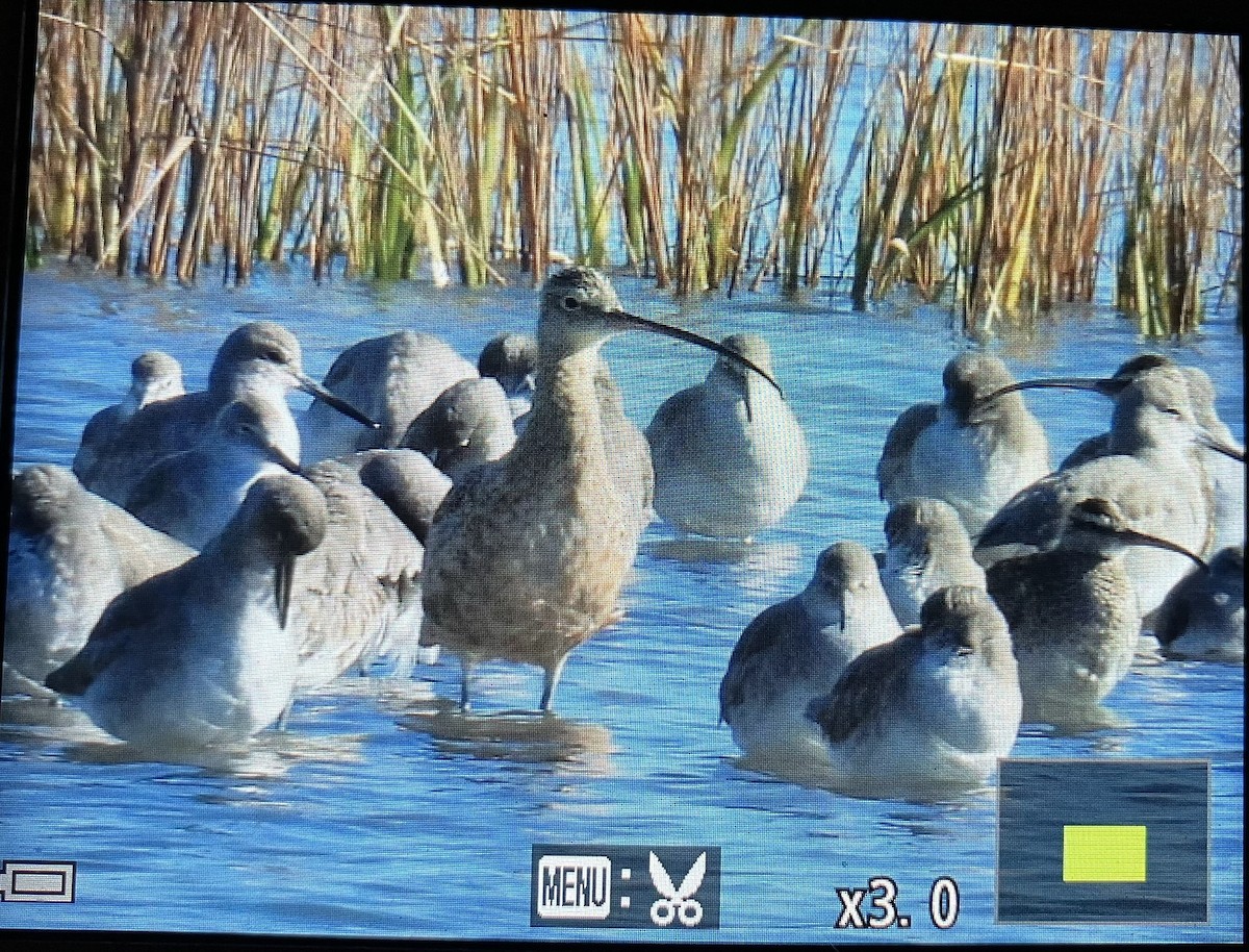 Long-billed Curlew - ML644837740