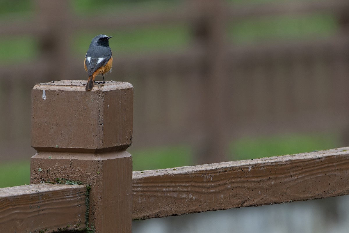 Hodgson's Redstart - ML644837760