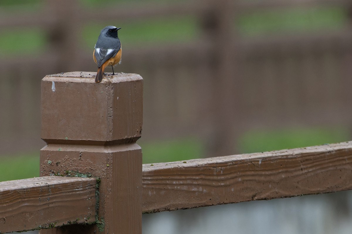 Hodgson's Redstart - ML644837761