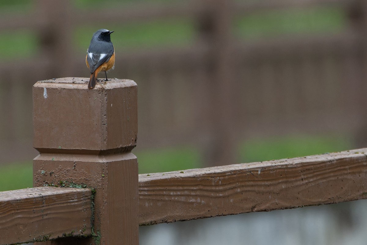 Hodgson's Redstart - ML644837762