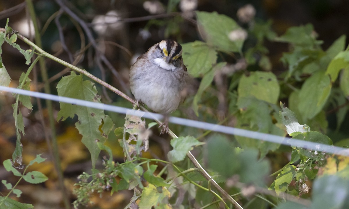 White-throated Sparrow - ML644837764