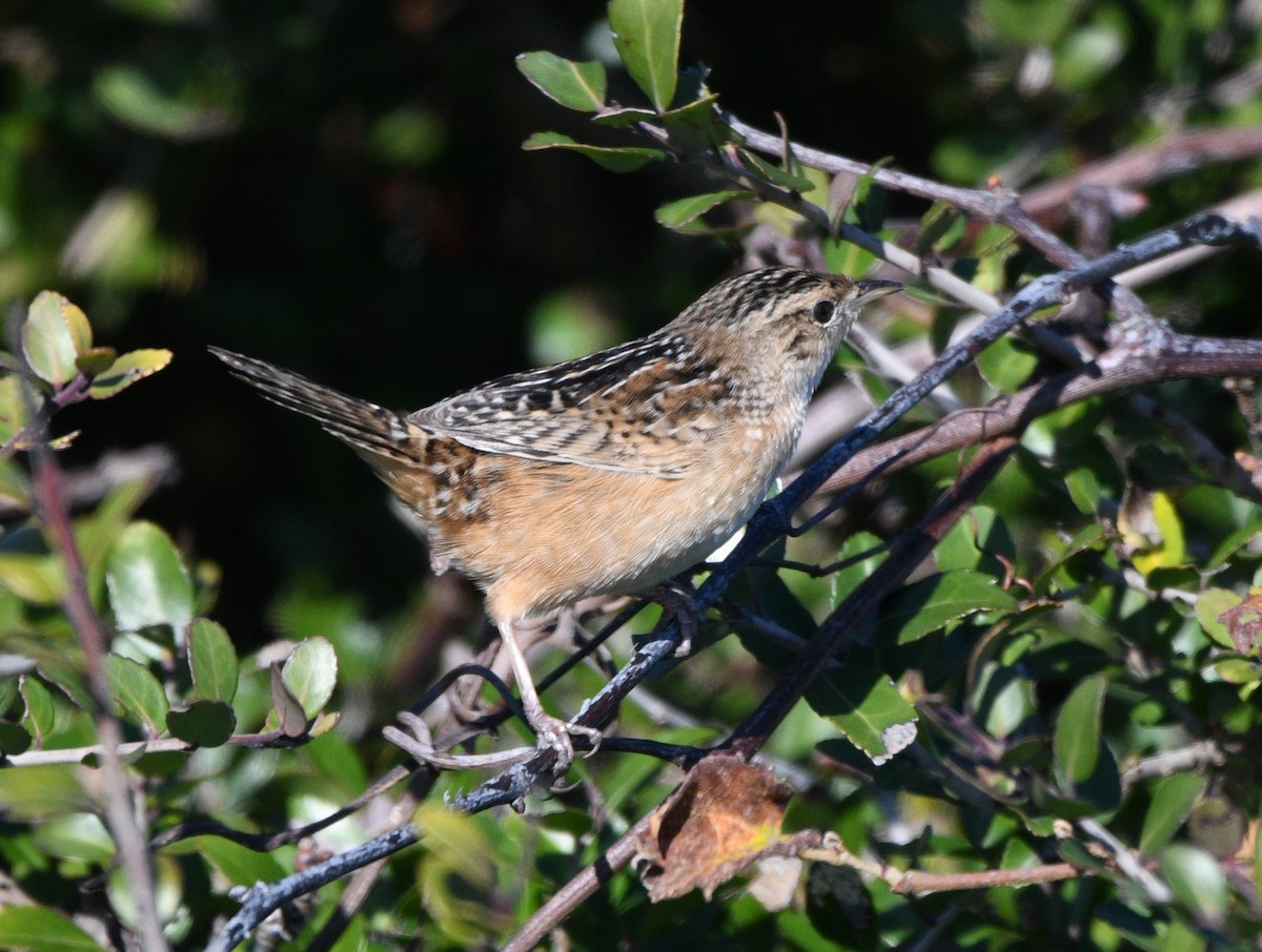 Sedge Wren - ML644837782
