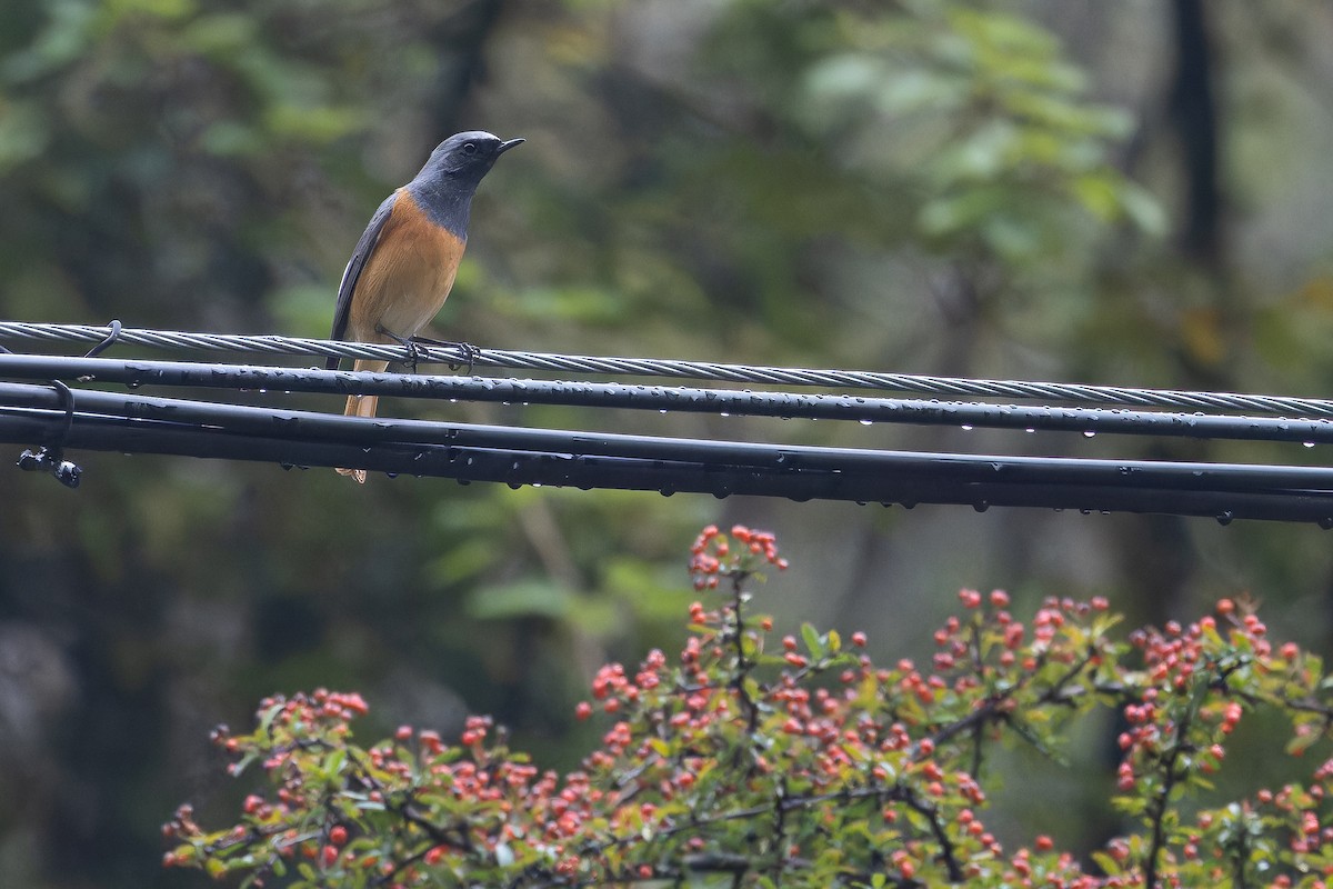 Hodgson's Redstart - ML644837784