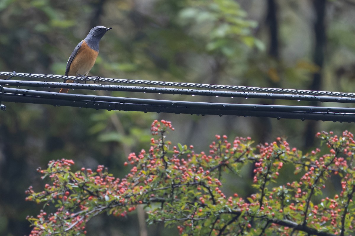 Hodgson's Redstart - ML644837785