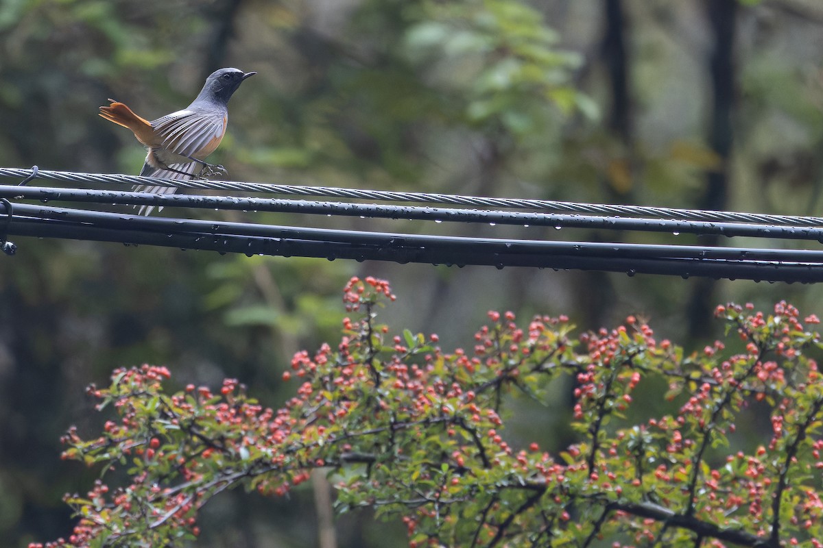 Hodgson's Redstart - ML644837786