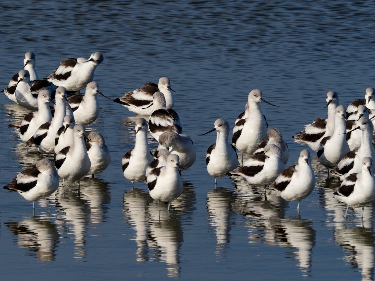 American Avocet - ML644837795