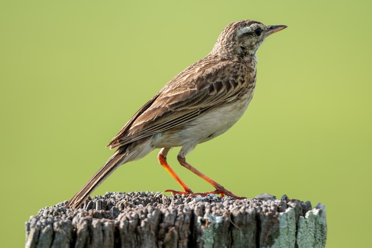 Australian Pipit - ML644837796
