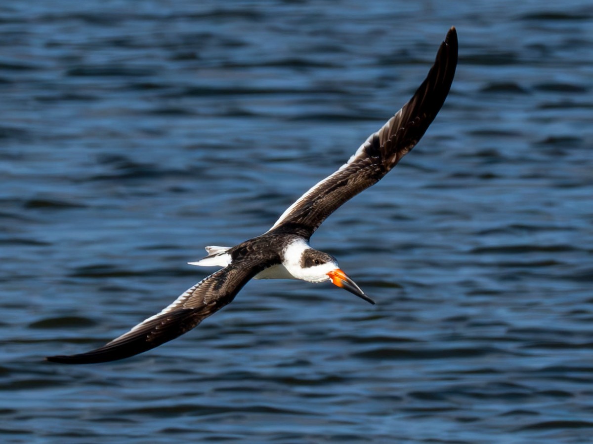 Black Skimmer - ML644837799
