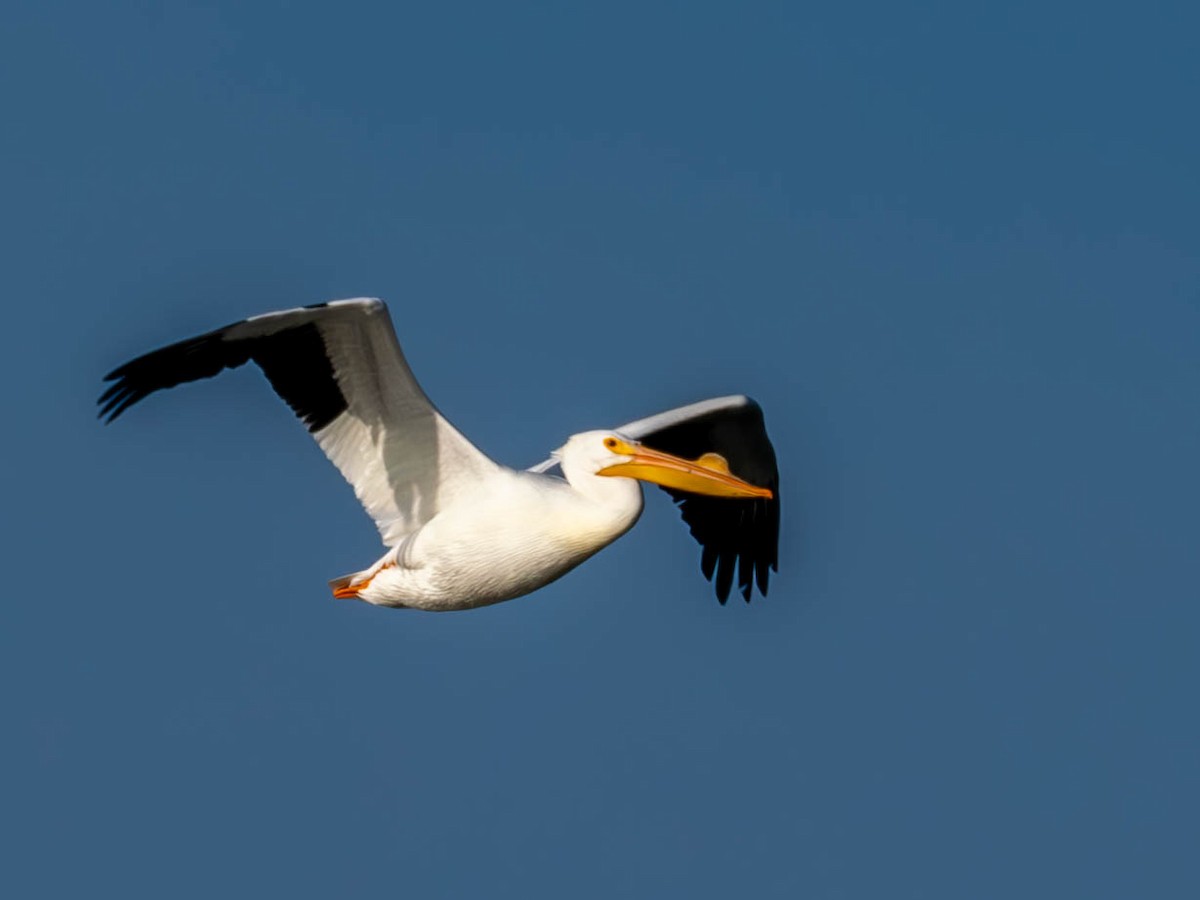 American White Pelican - ML644837803