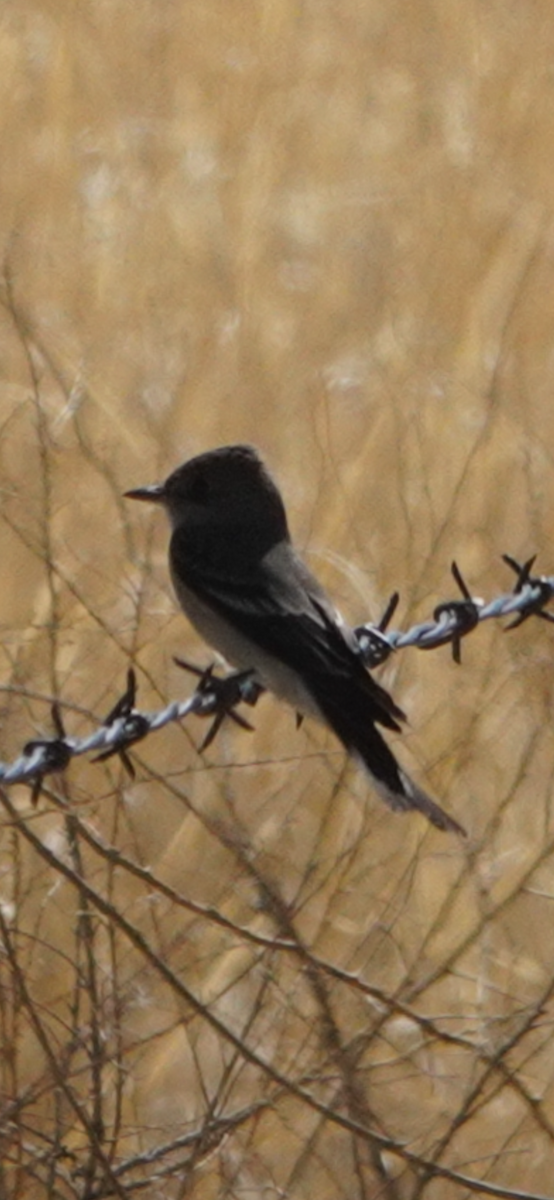 Blasskehl-Schnäppertyrann - ML644837810