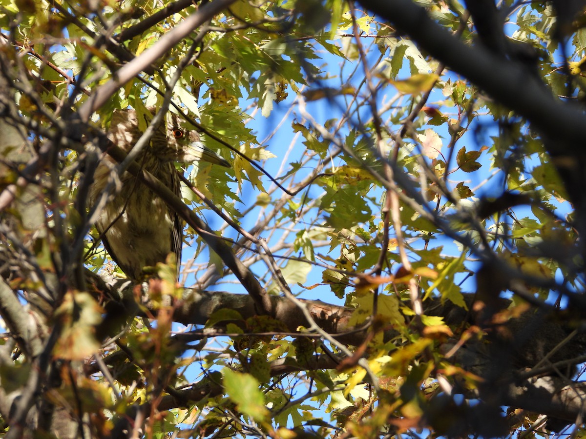 אנפת לילה - ML644837821