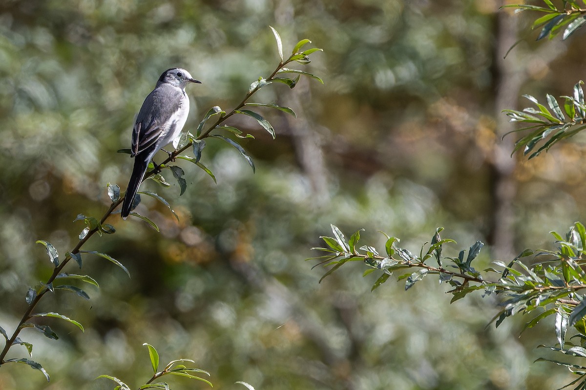 linerle - ML644837854