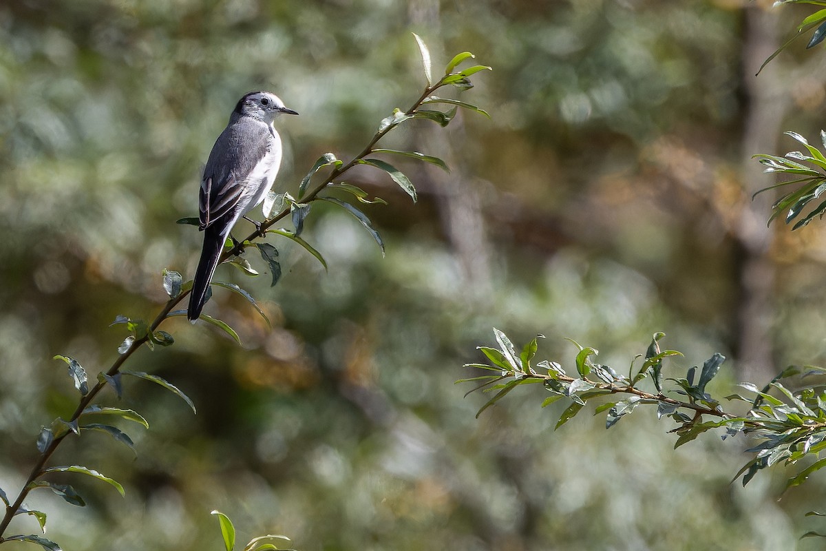 linerle - ML644837855