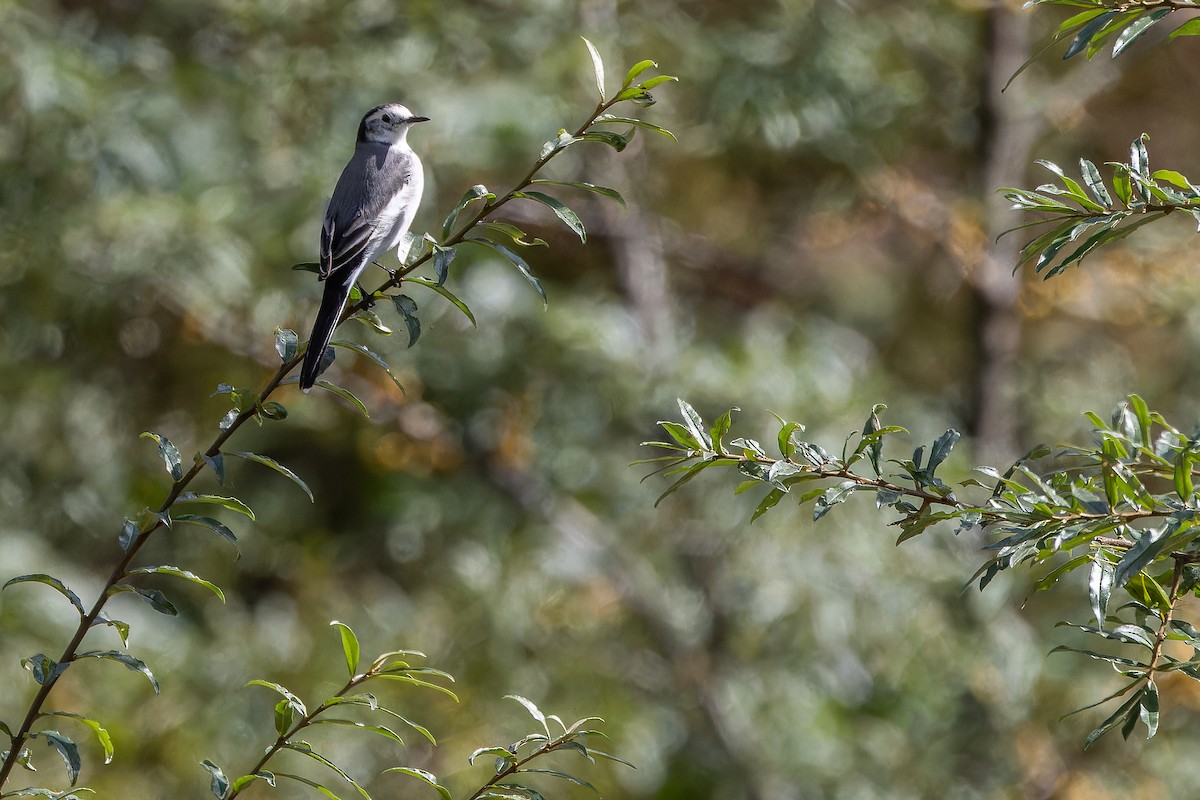 linerle - ML644837856