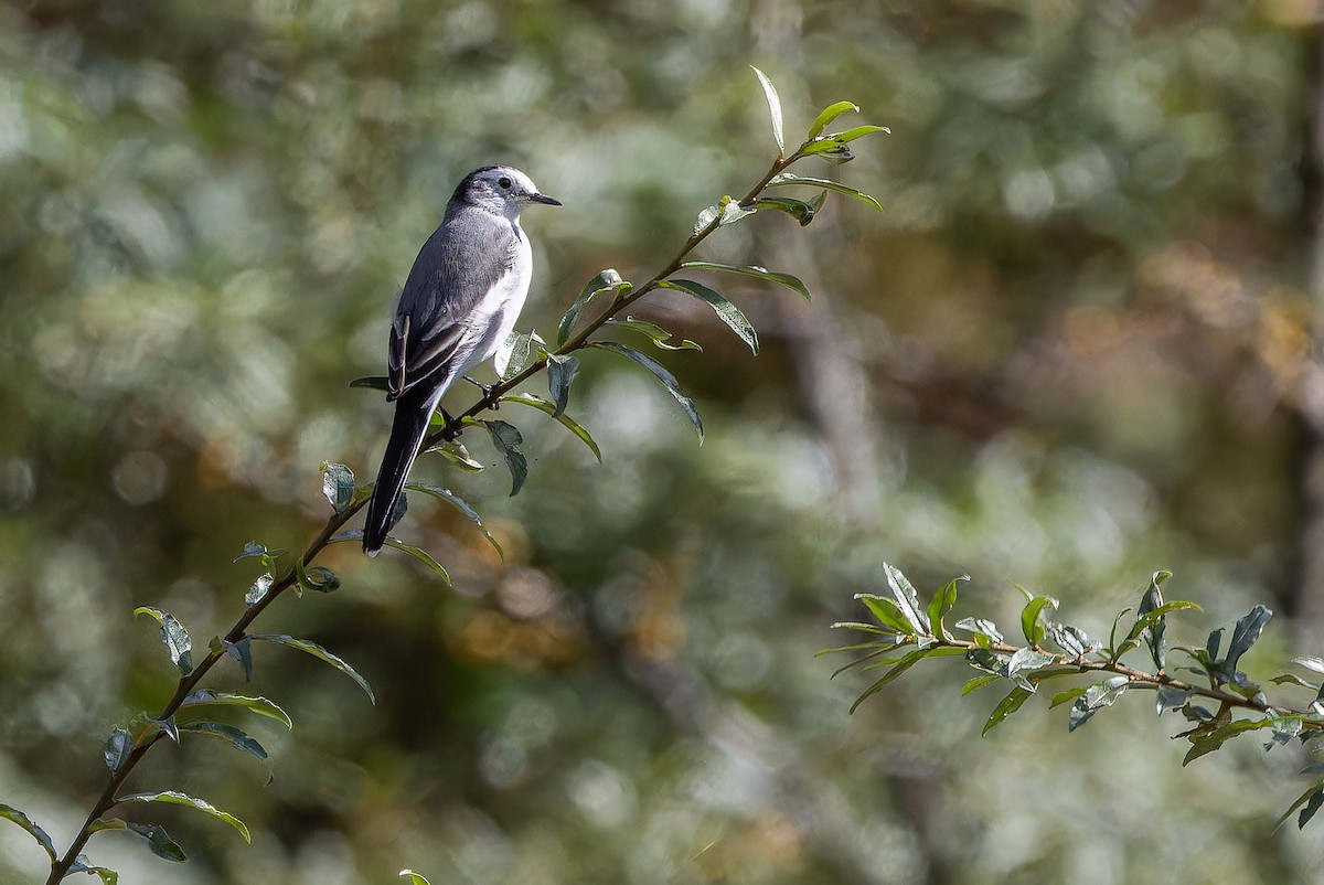 linerle - ML644837857