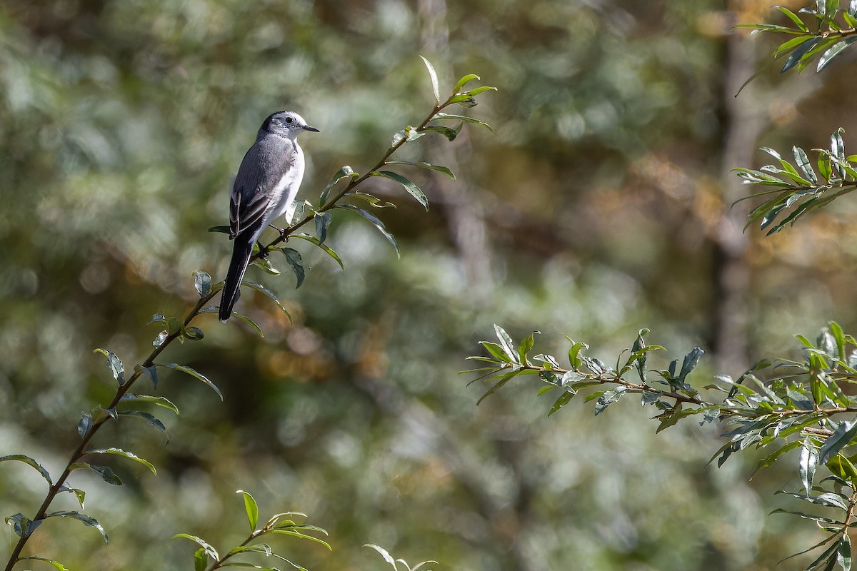 linerle - ML644837858