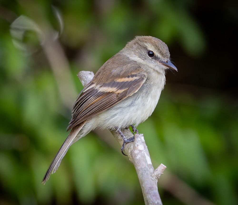 Fuscous Flycatcher - ML644837875