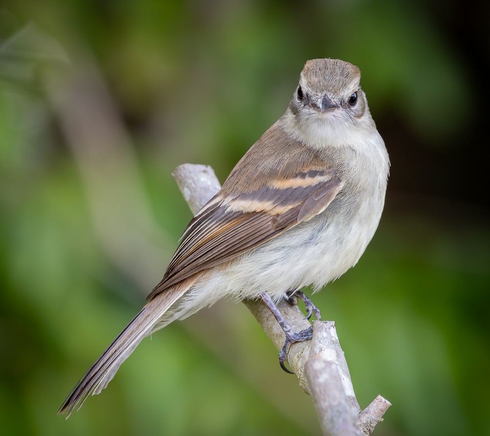 Fuscous Flycatcher - ML644837876