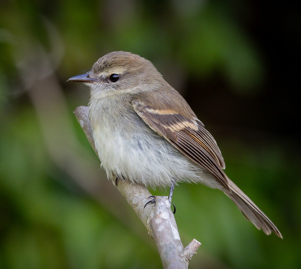Fuscous Flycatcher - ML644837877