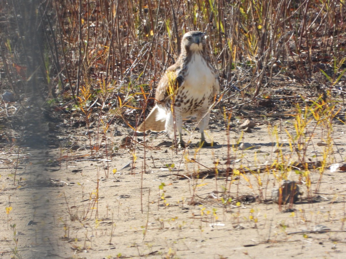 Red-tailed Hawk - ML644837898