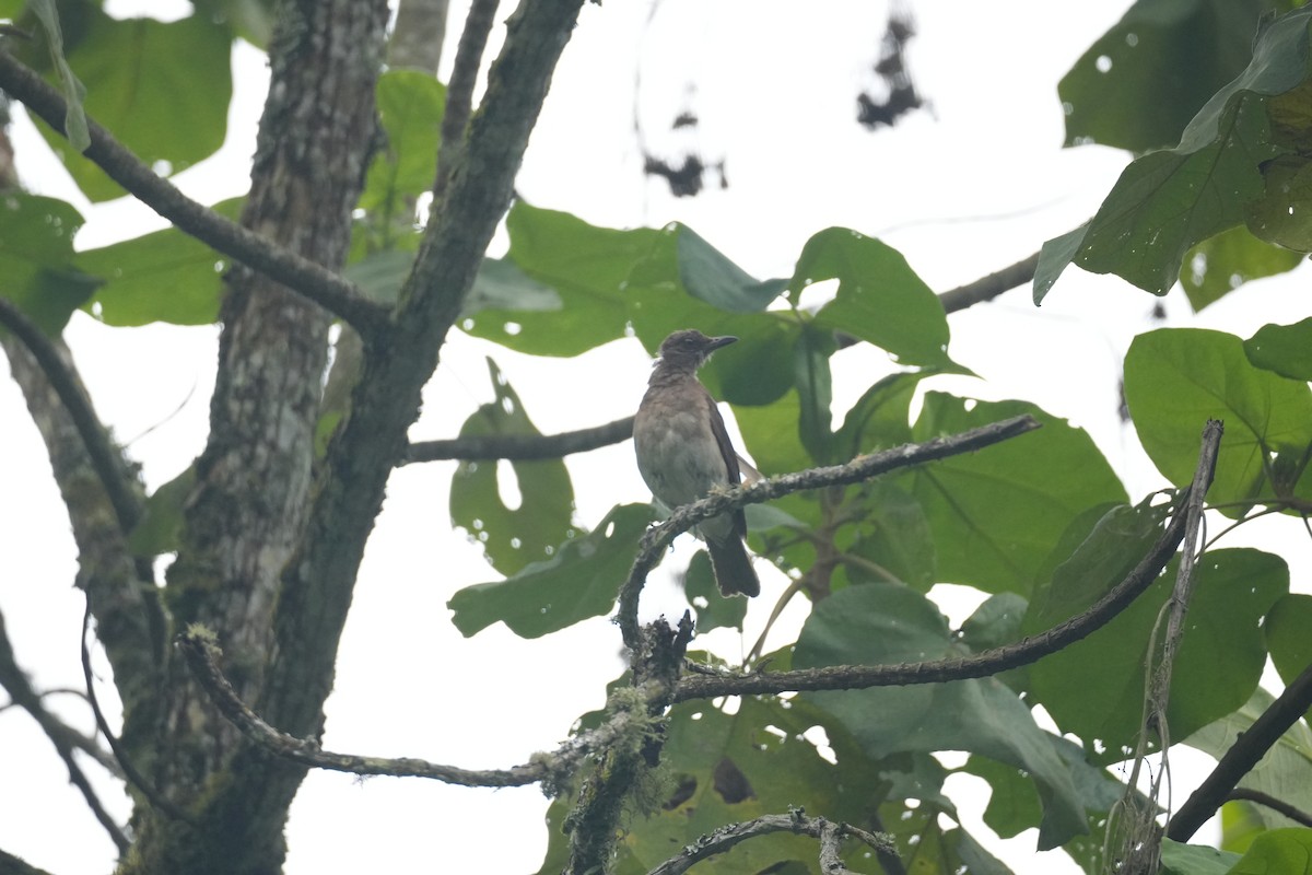 Black-billed Thrush - ML644837912