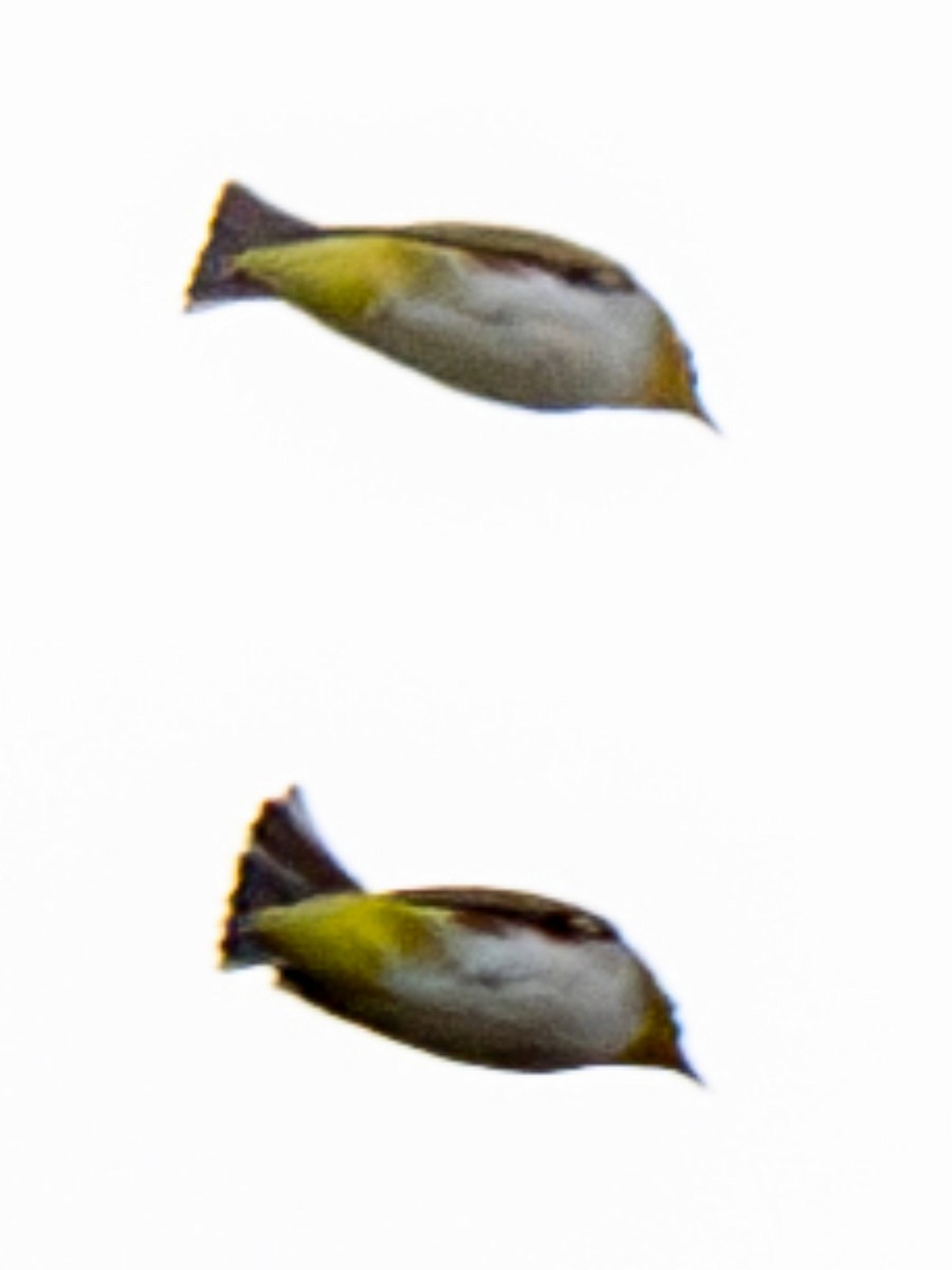 Zostérops à flancs marron - ML644837915