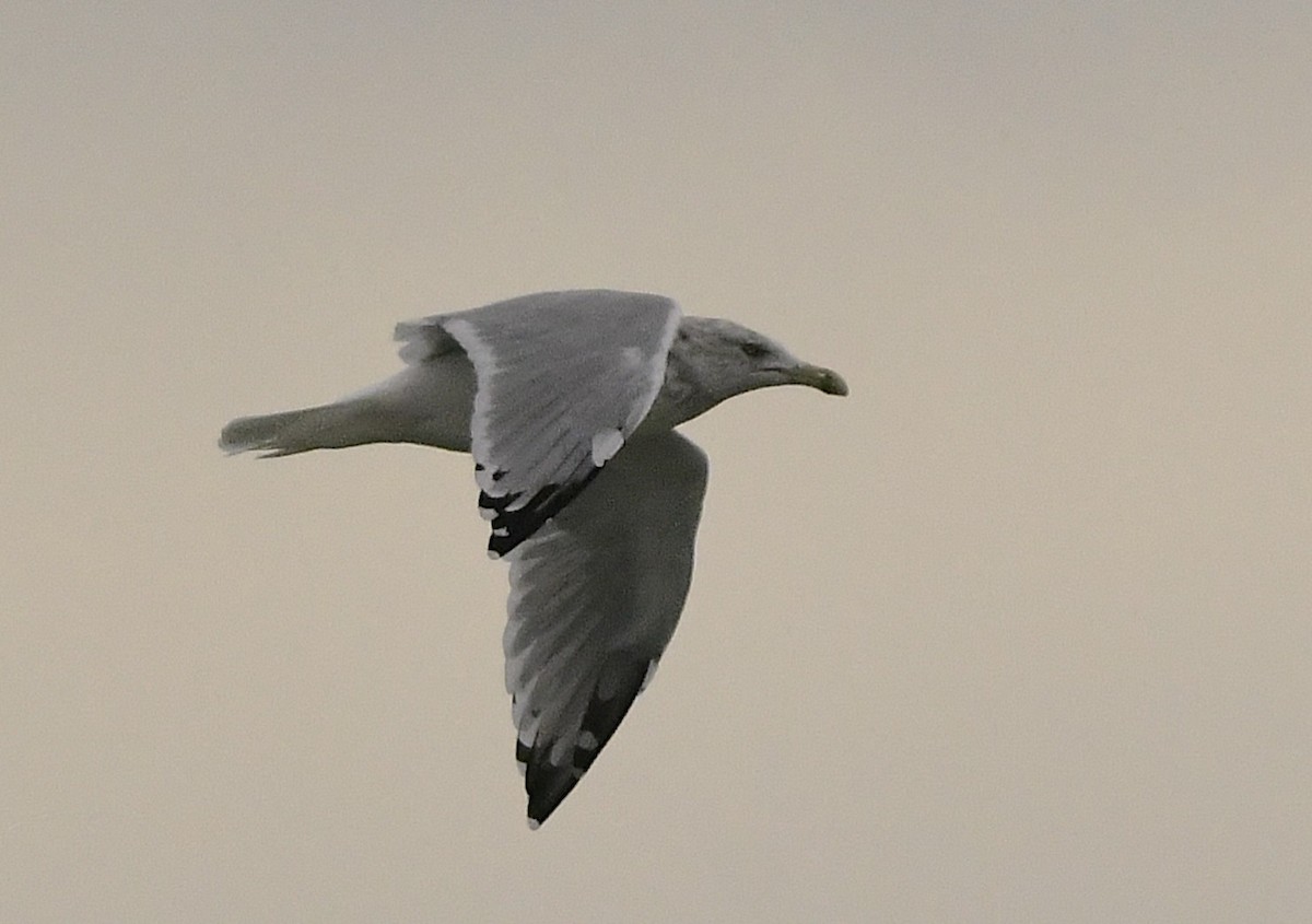 Goéland hudsonien - ML644837940