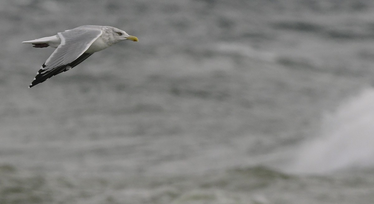 Goéland hudsonien - ML644837956