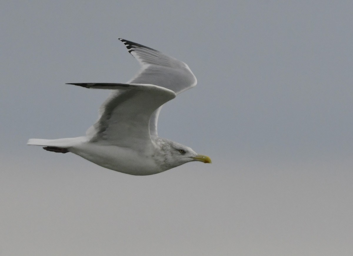 Goéland hudsonien - ML644837964