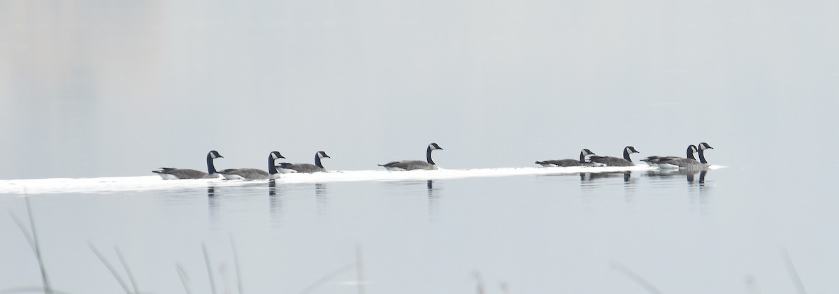 Canada Goose - ML644837970