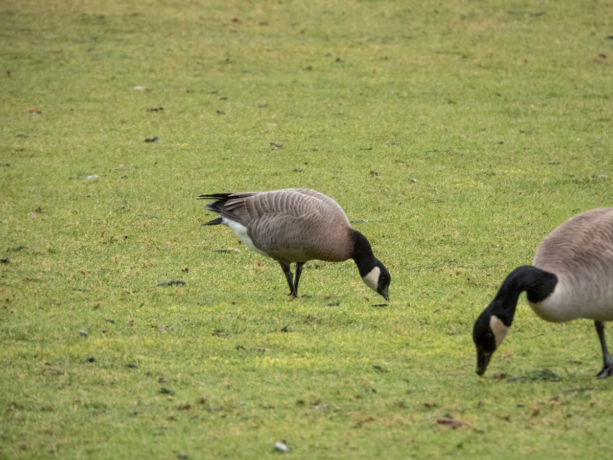 Cackling Goose (minima) - ML644837991