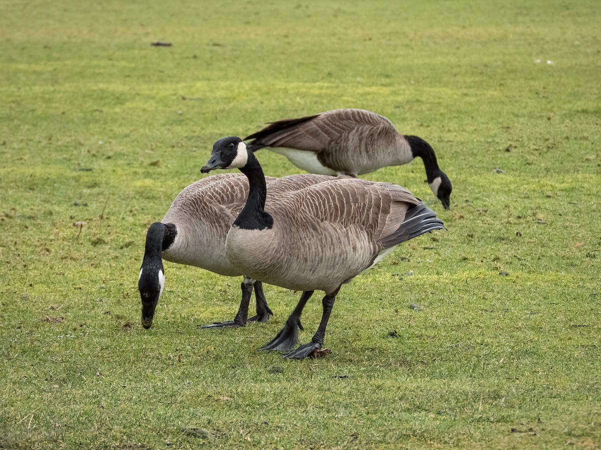 Canada Goose - ML644837996