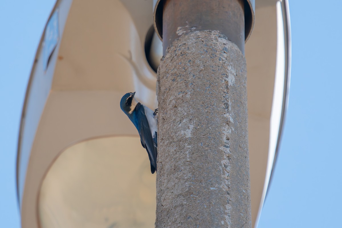 コシジロミドリツバメ - ML644838005