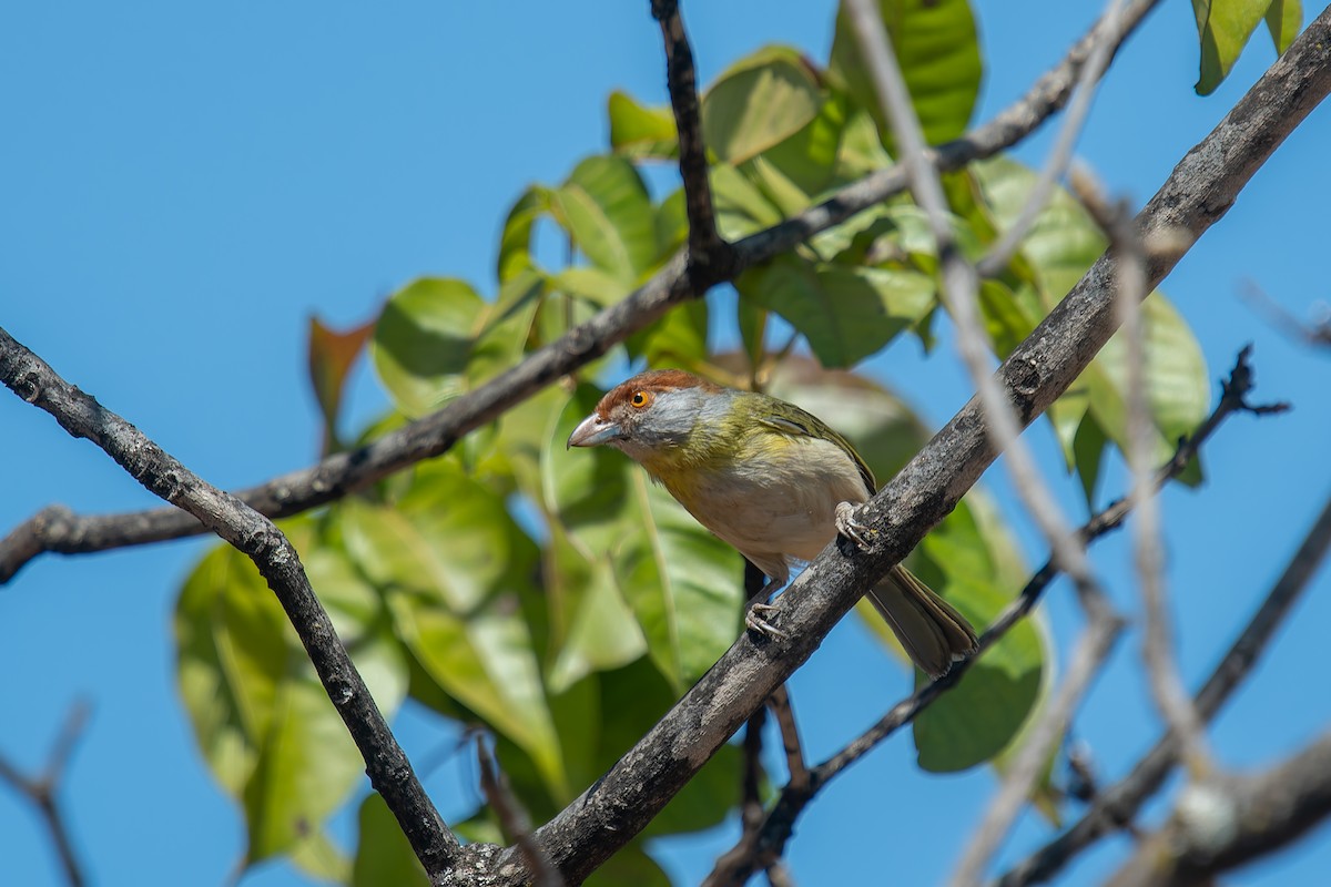 Віреон рудобровий - ML644838013