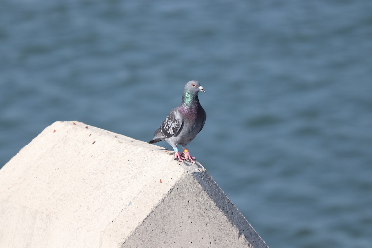Rock Pigeon (Feral Pigeon) - ML644838037