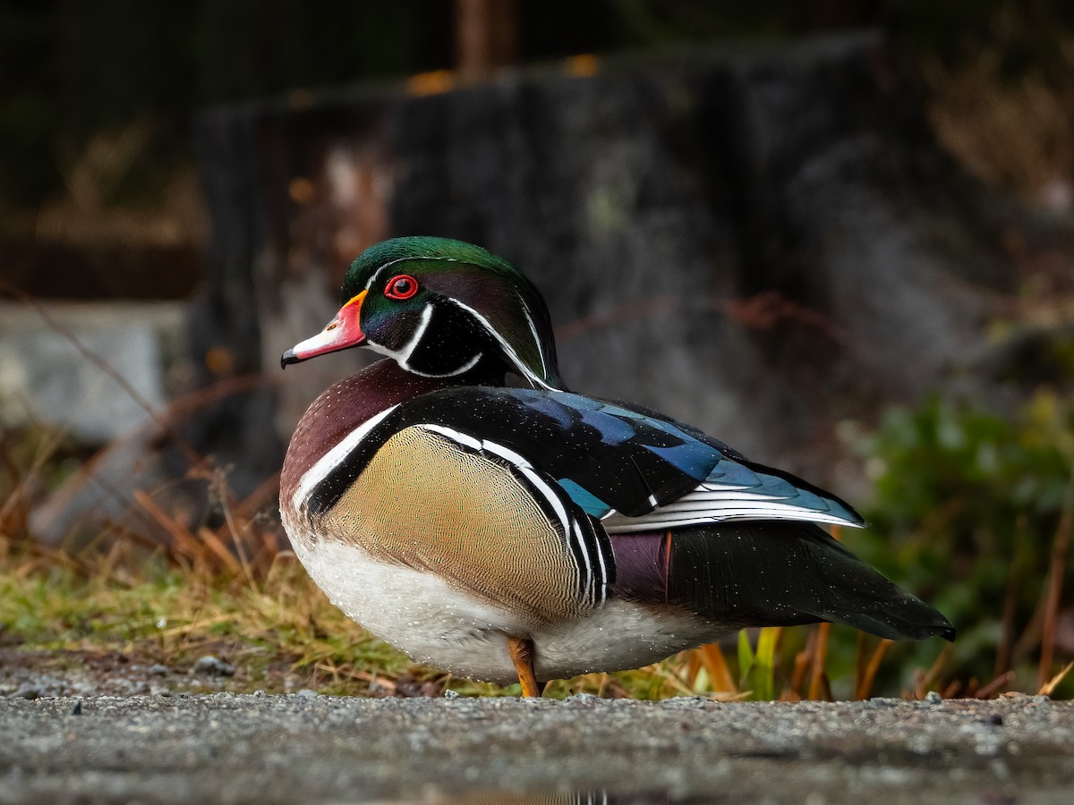 kachnička karolínská - ML644838038