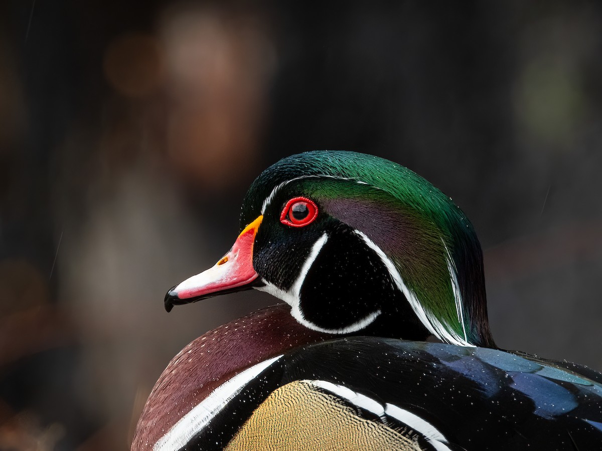 kachnička karolínská - ML644838040